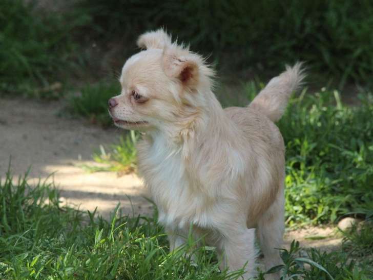 6 chiots Chihuahuas LOF disponibles à la vente