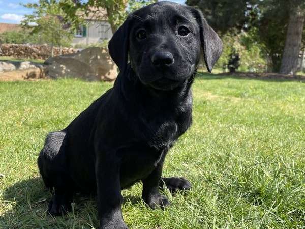 3 chiots Labradors noirs LOF à vendre