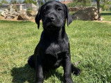 3 chiots Labradors noirs LOF à vendre