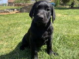 3 chiots Labradors noirs LOF à vendre