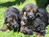 11 chiots Bergers Allemands LOF à la réservation