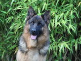 À réserver 5 chiots mâles Berger Allemand LOF au pelage fauve charbonné