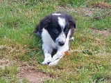 6 chiots Border Collies non LOF disponibles