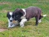 6 chiots Border Collies non LOF disponibles