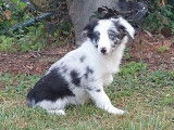 6 chiots Border Collies non LOF disponibles