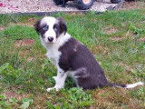 6 chiots Border Collies non LOF disponibles