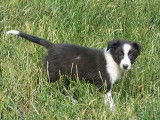 6 chiots Border Collies non LOF disponibles