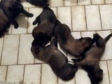 8 chiots Malinois non LOF fauve charbonn&eacute; &agrave; r&eacute;server
