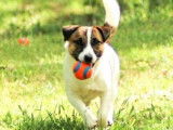 À vendre un chien Jack Russell Terrier mâle LOF de 2 ans tricolore