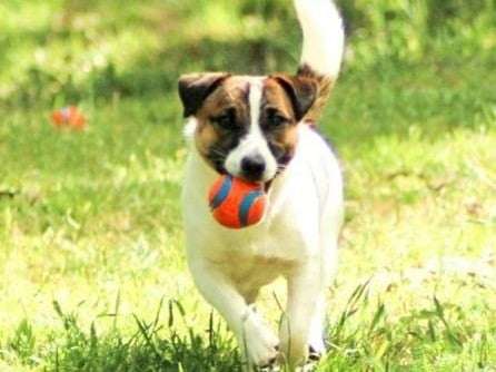 À vendre un chien Jack Russell Terrier mâle LOF de 2 ans tricolore