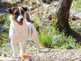 À vendre un chien Jack Russell Terrier mâle LOF de 2 ans tricolore