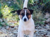 À vendre un chien Jack Russell Terrier mâle LOF de 2 ans tricolore