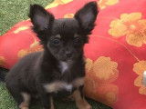 2 chiots femelles Chihuahuas tricolores non LOF disponibles