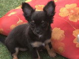 2 chiots femelles Chihuahuas tricolores non LOF disponibles