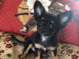 2 chiots femelles Chihuahuas tricolores non LOF disponibles