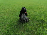 Cocker Anglais disponible pour saillie