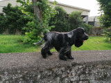 Cocker Anglais disponible pour saillie