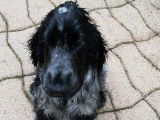Cocker Anglais disponible pour saillie