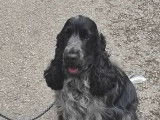 Cocker Anglais disponible pour saillie
