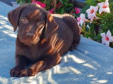 8 chiots Labradors LOF &agrave; vendre