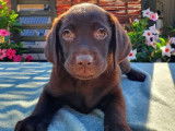 8 chiots Labradors LOF &agrave; vendre
