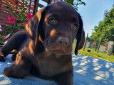 8 chiots Labradors LOF &agrave; vendre