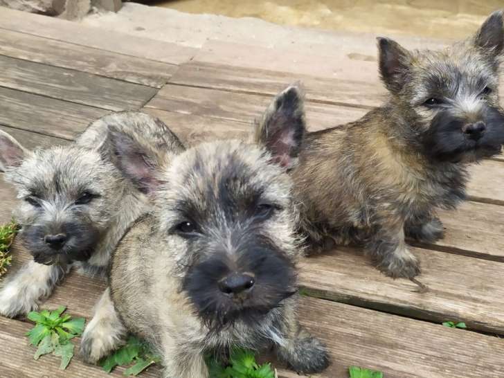 3 chiots Cairn Terriers mâles LOF à vendre sable ou bruns