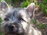 3 chiots Cairn Terriers mâles LOF à vendre sable ou bruns