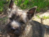 3 chiots Cairn Terriers mâles LOF à vendre sable ou bruns