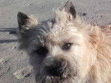 3 chiots Cairn Terriers mâles LOF à vendre sable ou bruns