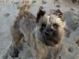 3 chiots Cairn Terriers mâles LOF à vendre sable ou bruns