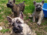 3 chiots Cairn Terriers mâles LOF à vendre sable ou bruns