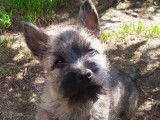 3 chiots Cairn Terriers mâles LOF à vendre sable ou bruns