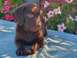 Disponibles à la vente 6 chiots Labradors LOF, 4 femelles, 2 mâles