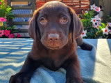 Disponibles à la vente 6 chiots Labradors LOF, 4 femelles, 2 mâles