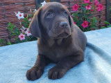 Disponibles à la vente 6 chiots Labradors LOF, 4 femelles, 2 mâles