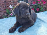 Disponibles à la vente 6 chiots Labradors LOF, 4 femelles, 2 mâles