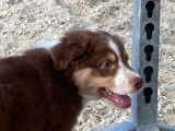 Chiot de race Berger Australien mâle à vendre