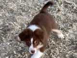 Chiot de race Berger Australien mâle à vendre