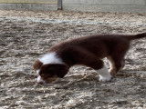 Chiot de race Berger Australien mâle à vendre
