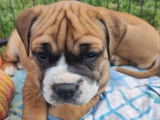 5 chiots Continental Bulldogs femelles, LOF bicolore sable à vendre
