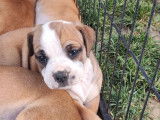 5 chiots Continental Bulldogs femelles, LOF bicolore sable à vendre