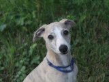 1 chiot Whippet &agrave; vendre, m&acirc;le sable bleu bring&eacute; LOF