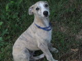1 chiot Whippet &agrave; vendre, m&acirc;le sable bleu bring&eacute; LOF