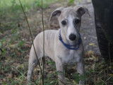 1 chiot Whippet &agrave; vendre, m&acirc;le sable bleu bring&eacute; LOF