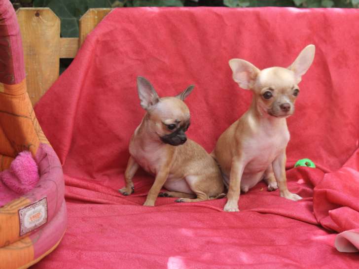 Chiots Chihuahua LOF à vendre