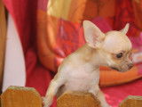 Chiots Chihuahua LOF à vendre