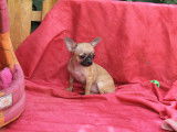 Chiots Chihuahua LOF à vendre