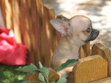 Chiots Chihuahua LOF à vendre