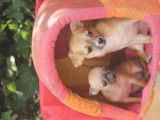 Chiots Chihuahua LOF à vendre